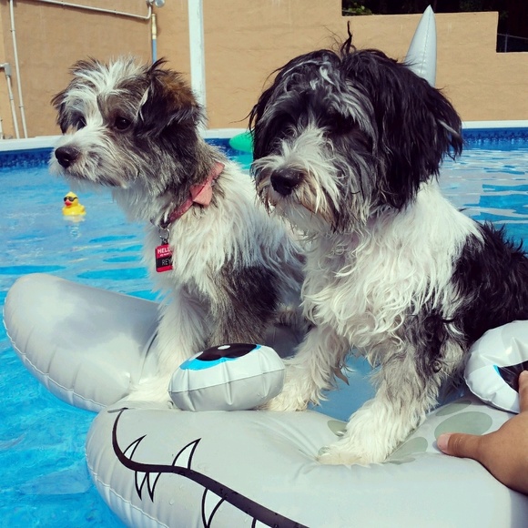 Meet your Posher, Sook - Picture 1 of 1